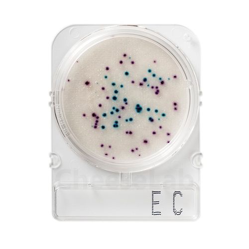 Compact-Dry-Bacillus-cereus-X-BC---100-testes