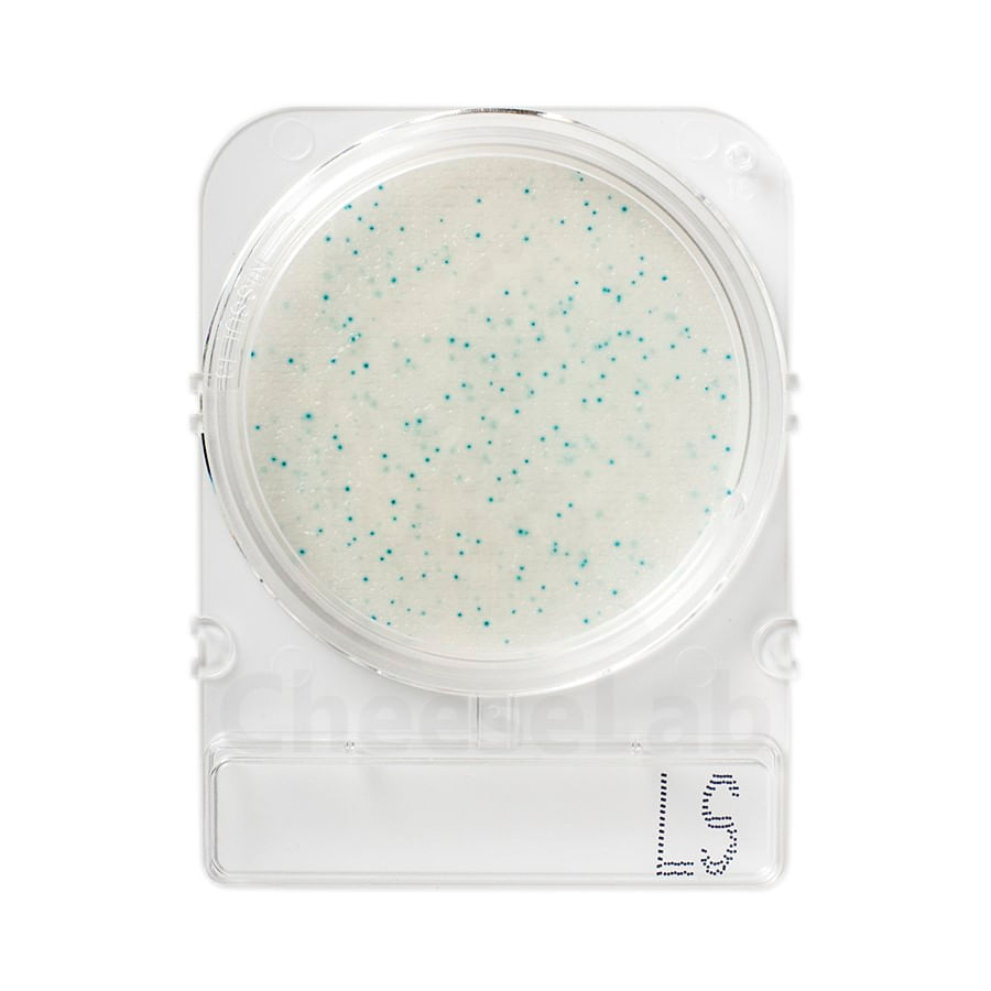 Compact Dry Listeria spp LS - 100 testes