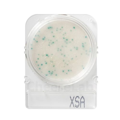 Compact Dry Staphylococcus aureus X-SA - 100 testes